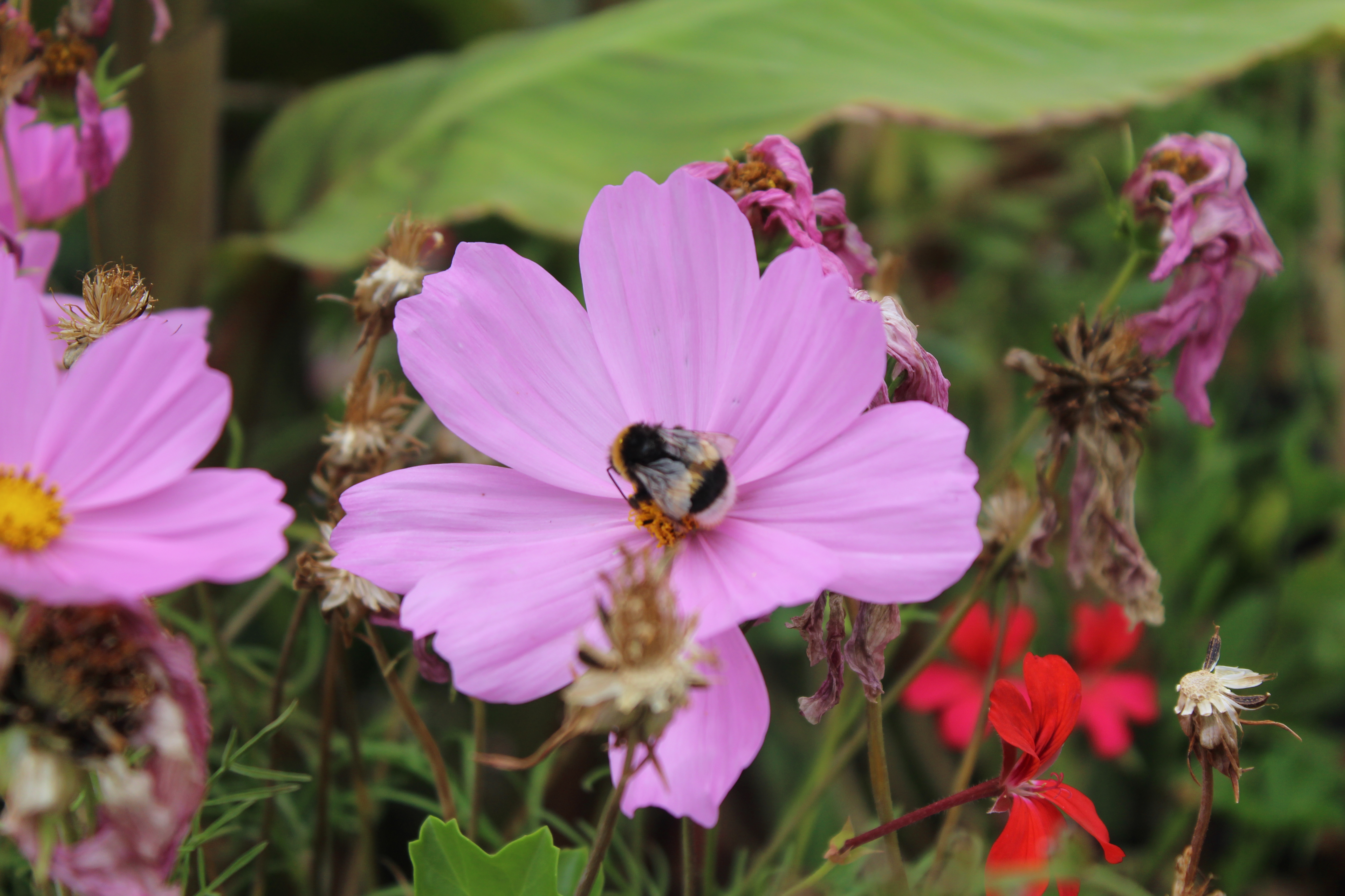 Bee